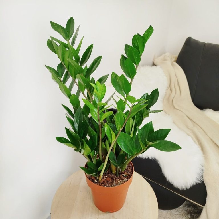 Zamiokulkas zamiolistny (Zamioculcas zamiifolia) 60cm