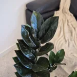 Zamiokulkas zamiolistny (Zamioculcas zamiifolia 'Super Nova') 90cm
