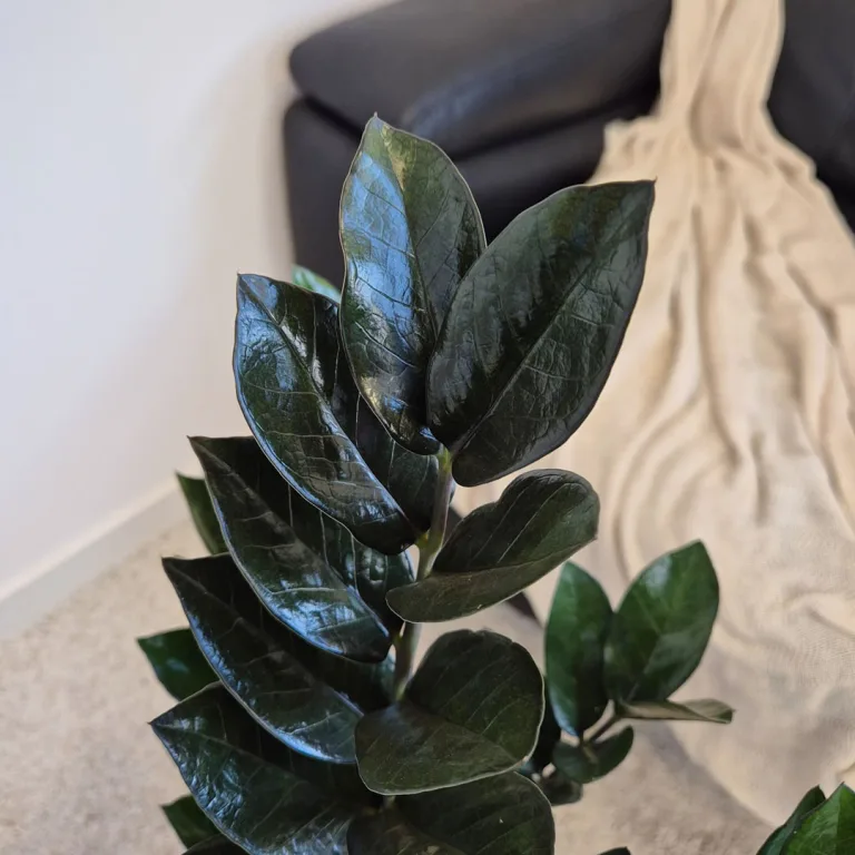 Zamiokulkas zamiolistny (Zamioculcas zamiifolia 'Super Nova') 90cm