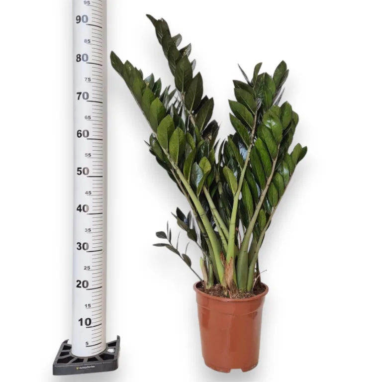 Zamiokulkas zamiolistny (Zamioculcas zamiifolia 'Super Nova') 90cm
