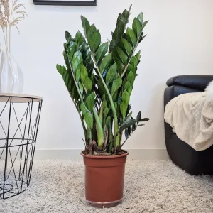 Zamiokulkas zamiolistny (Zamioculcas zamiifolia 'Super Nova') 90cm