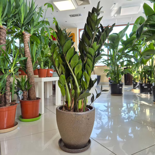 Zamiokulkas zamiolistny (Zamioculcas zamiifolia 'Super Nova') 85-95cm