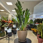 Zamiokulkas zamiolistny (Zamioculcas zamiifolia 'Super Nova') 90cm