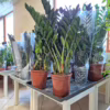 Zamiokulkas zamiolistny (Zamioculcas zamiifolia 'Super Nova') 90cm