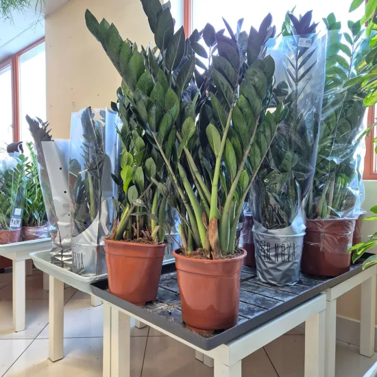 Zamiokulkas zamiolistny (Zamioculcas zamiifolia 'Super Nova') 90cm