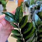 Zamiokulkas zamiolistny (Zamioculcas zamiifolia 'Super Nova') 90cm