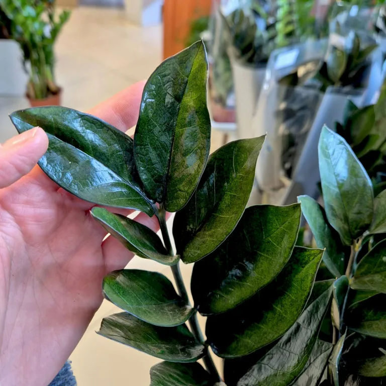 Zamiokulkas zamiolistny (Zamioculcas zamiifolia 'Super Nova') 90cm