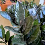 Zamiokulkas zamiolistny (Zamioculcas zamiifolia 'Super Nova') 90cm