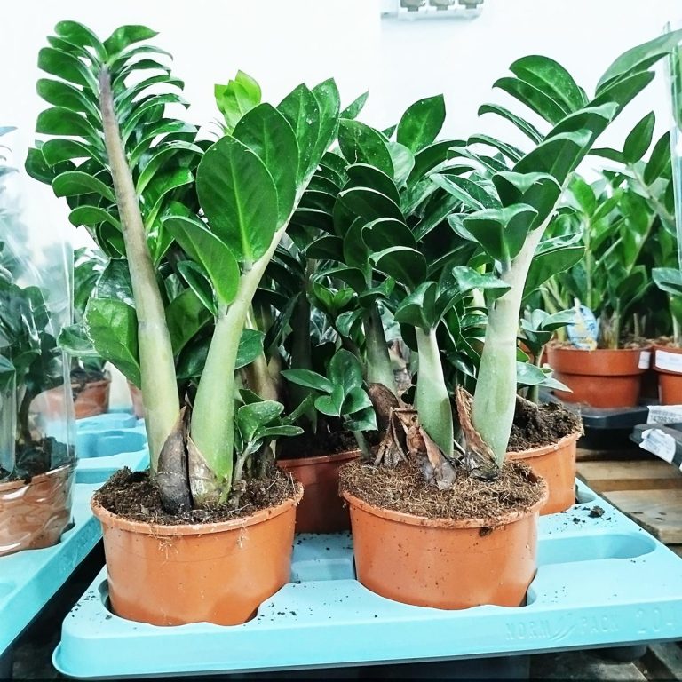 Zamiokulkas zamiolistny (Zamioculcas zamiifolia 'Zenzi') 35cm