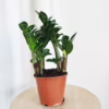 Zamiokulkas zamiolistny (Zamioculcas zamiifolia ‘Zenzi’) 35-40cm