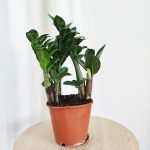 Zamiokulkas zamiolistny (Zamioculcas zamiifolia 'Zenzi') 35cm