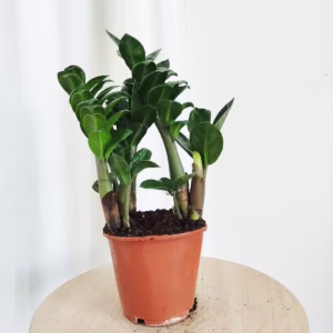 Zamiokulkas zamiolistny (Zamioculcas zamiifolia 'Zenzi') 35-40cm