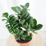 Zamiokulkas zamiolistny (Zamioculcas zamiifolia 'Zenzi') 35cm