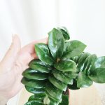 Zamiokulkas zamiolistny (Zamioculcas zamiifolia 'Zenzi') 35cm