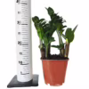 Zamiokulkas zamiolistny (Zamioculcas zamiifolia ‘Zenzi’) 35-40cm