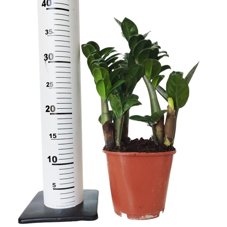 Zamiokulkas zamiolistny (Zamioculcas zamiifolia 'Zenzi') 35cm