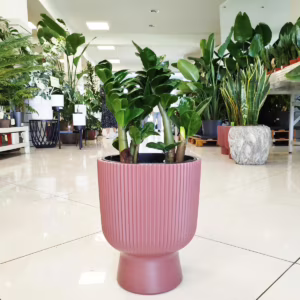 Zamiokulkas zamiolistny (Zamioculcas zamiifolia 'Zenzi') 35-40cm