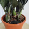 Zamiokulkas zamiolistny czarny (Zamioculcas zamiifolia ‘Dowon Raven’) 55-60cm