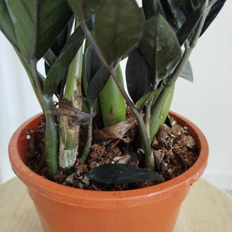Zamiokulkas zamiolistny czarny (Zamioculcas zamiifolia 'Dowon Raven') 55cm