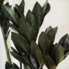 Zamiokulkas zamiolistny czarny (Zamioculcas zamiifolia ‘Dowon Raven’) 55-60cm