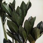 Zamiokulkas zamiolistny czarny (Zamioculcas zamiifolia 'Dowon Raven') 55cm