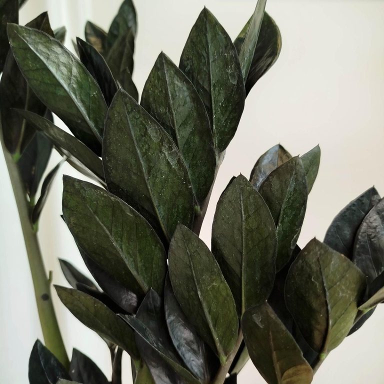 Zamiokulkas zamiolistny czarny (Zamioculcas zamiifolia 'Dowon Raven') 55cm