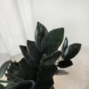Zamiokulkas zamiolistny czarny (Zamioculcas zamiifolia ‘Dowon Raven’) 55-60cm