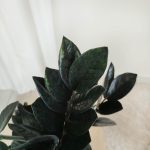 Zamiokulkas zamiolistny czarny (Zamioculcas zamiifolia 'Dowon Raven') 55cm