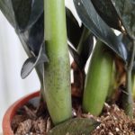 Zamiokulkas zamiolistny czarny (Zamioculcas zamiifolia 'Dowon Raven') 55cm