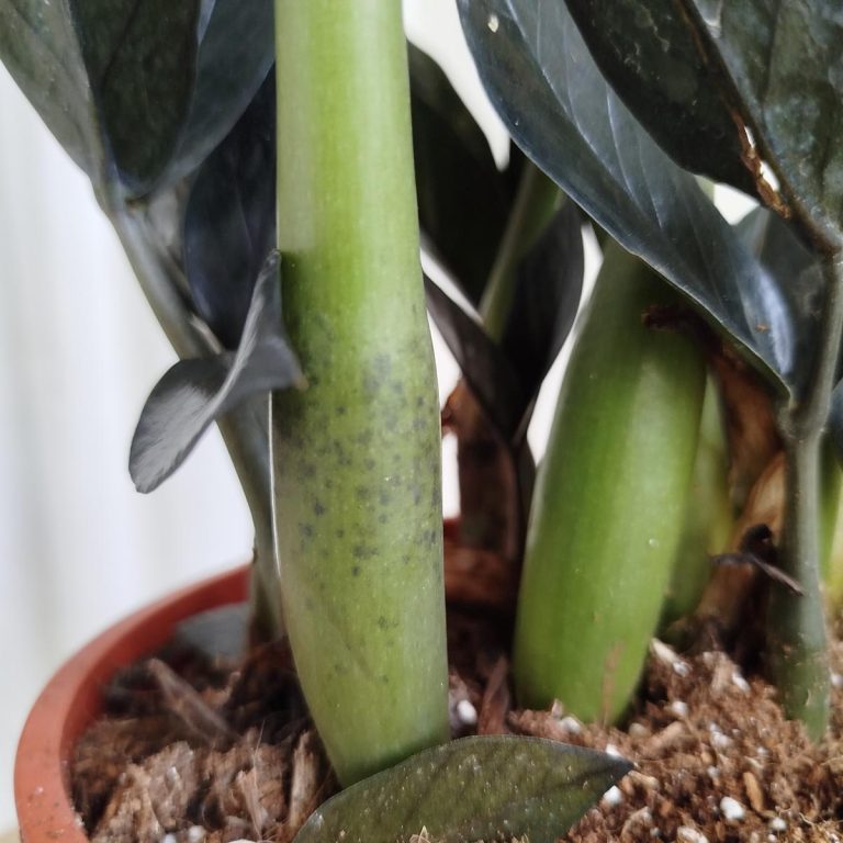 Zamiokulkas zamiolistny czarny (Zamioculcas zamiifolia 'Dowon Raven') 55cm