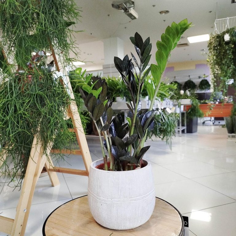 Zamiokulkas zamiolistny czarny (Zamioculcas zamiifolia 'Dowon Raven') 55cm