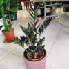Zamiokulkas zamiolistny czarny (Zamioculcas zamiifolia ‘Dowon Raven’) 55-60cm