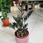 Zamiokulkas zamiolistny czarny (Zamioculcas zamiifolia 'Dowon Raven') 55cm