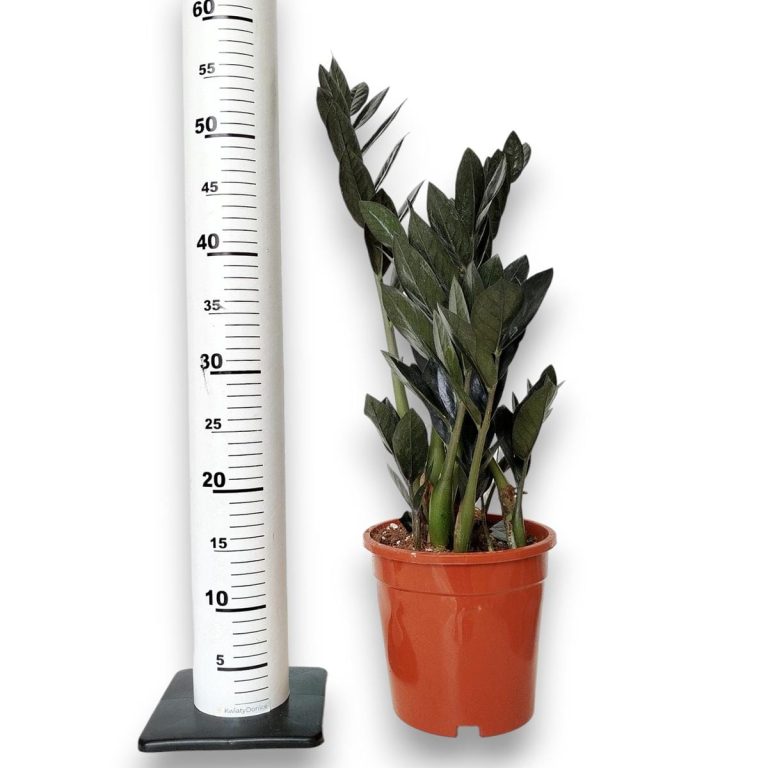 Zamiokulkas zamiolistny czarny (Zamioculcas zamiifolia 'Dowon Raven') 55cm