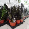 Zamiokulkas zamiolistny czarny (Zamioculcas zamiifolia ‘Dowon Raven’) 55-60cm