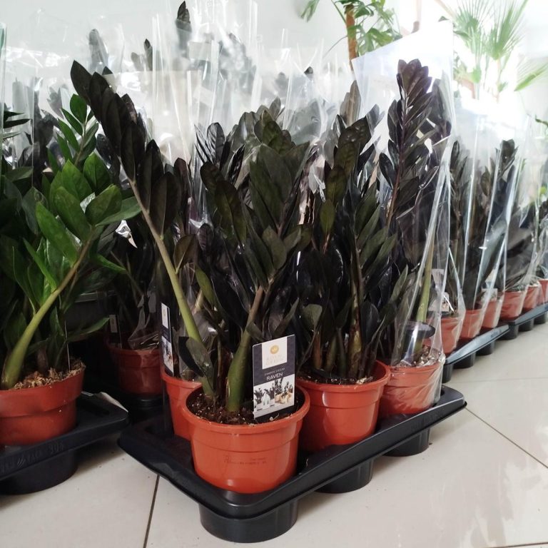 Zamiokulkas zamiolistny czarny (Zamioculcas zamiifolia 'Dowon Raven') 55cm