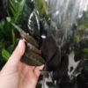 Zamiokulkas zamiolistny czarny (Zamioculcas zamiifolia ‘Dowon Raven’) 55-60cm