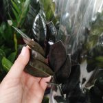 Zamiokulkas zamiolistny czarny (Zamioculcas zamiifolia 'Dowon Raven') 55cm