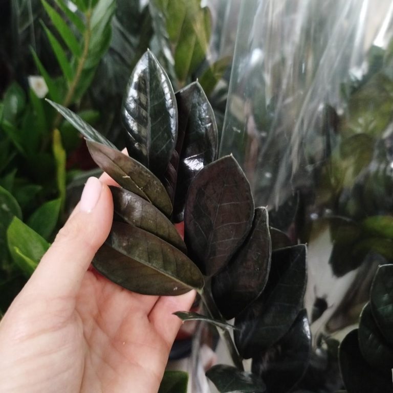 Zamiokulkas zamiolistny czarny (Zamioculcas zamiifolia 'Dowon Raven') 55cm