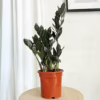 Zamiokulkas zamiolistny czarny (Zamioculcas zamiifolia ‘Dowon Raven’) 55-60cm