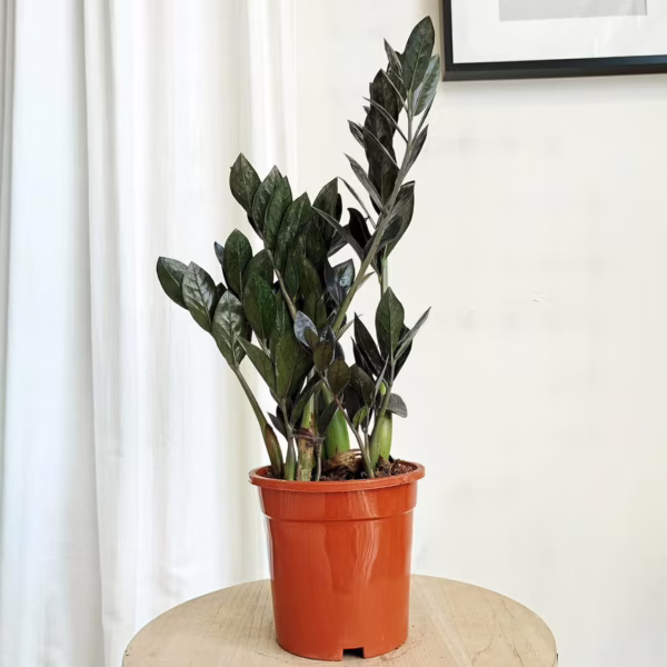 Zamiokulkas zamiolistny czarny (Zamioculcas zamiifolia 'Dowon Raven') 55-60cm