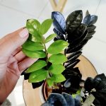 Zamiokulkas zamiolistny czarny (Zamioculcas zamiifolia 'Dowon Raven') 55cm