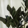 Zamiokulkas zamiolistny czarny (Zamioculcas zamiifolia ‘Dowon Raven’) 55-60cm