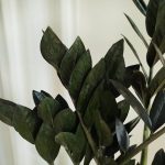 Zamiokulkas zamiolistny czarny (Zamioculcas zamiifolia 'Dowon Raven') 55cm