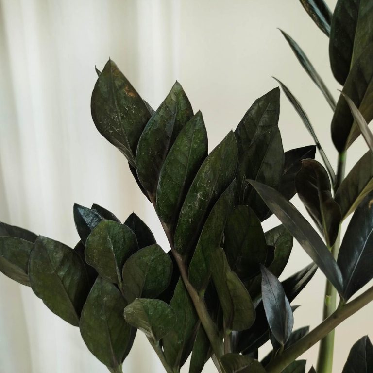 Zamiokulkas zamiolistny czarny (Zamioculcas zamiifolia 'Dowon Raven') 55cm