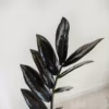 Zamiokulkas zamiolistny czarny (Zamioculcas zamiifolia ‘Dowon Raven’) 55-60cm