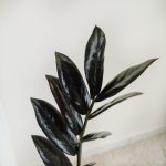Zamiokulkas zamiolistny czarny (Zamioculcas zamiifolia 'Dowon Raven') 55cm