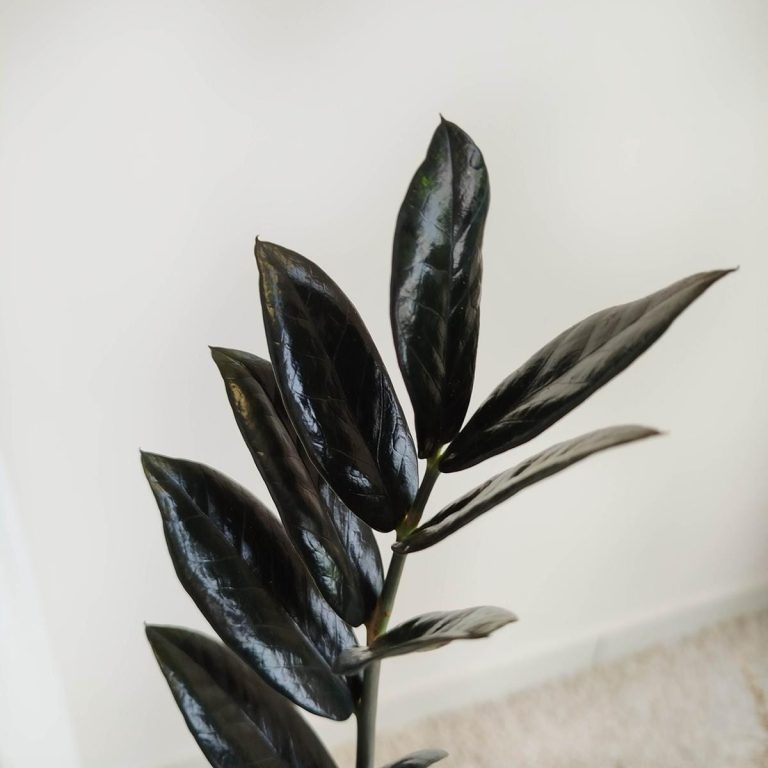 Zamiokulkas zamiolistny czarny (Zamioculcas zamiifolia 'Dowon Raven') 55cm