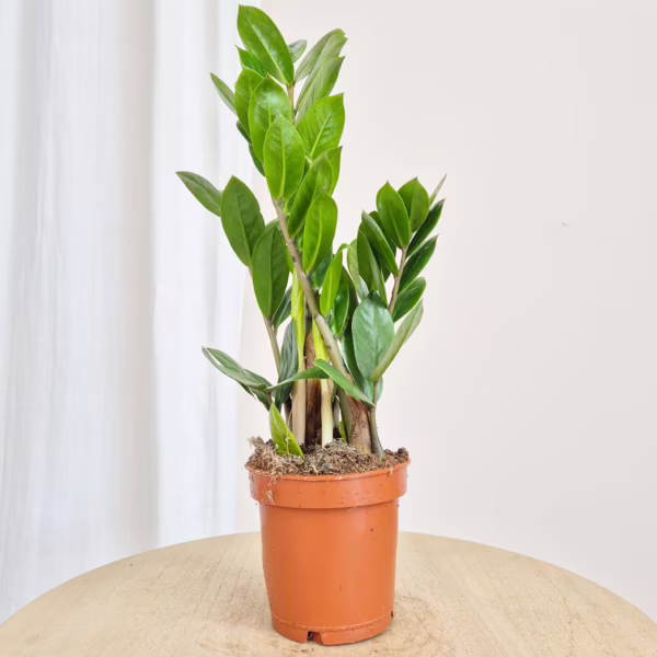 Zamiokulkas zamiolistny (Zamioculcas zamiifolia) 35-45cm
