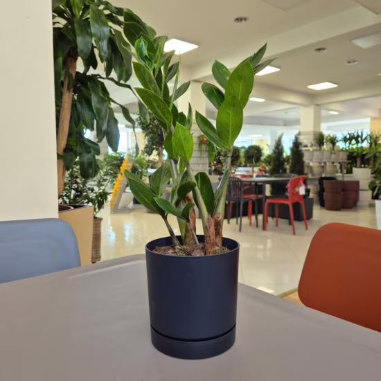 Zamiokulkas zamiolistny zamia, bardzo wytrzymała roślina
